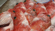 Imagem de Família de empresários lança livro com receitas de peixe (Vídeo)