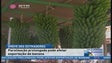 Imagem de O prolongamento da greve dos estivadores poderá causar problemas à exportação de banana (Vídeo)