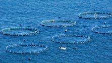 Imagem de Governo pode travar aumento de jaulas de aquacultura