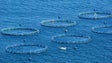 Imagem de Governo pode travar aumento de jaulas de aquacultura