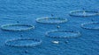 Governo pode travar aumento de jaulas de aquacultura