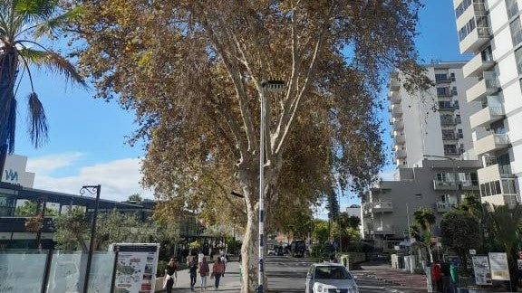 Imagem de Limpeza de plátanos na Estrada Monumental interrompe trânsito