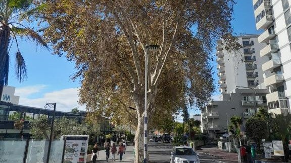 Limpeza de plátanos na Estrada Monumental interrompe trânsito