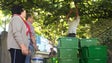 Imagem de Viticultores falam em prejuízos nas uvas (vídeo)