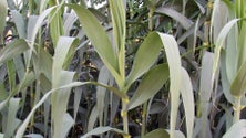 Imagem de Investigadores alertam para os riscos das plantas invasoras como a canavieira e o ricínio