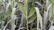 Imagem de Investigadores alertam para os riscos das plantas invasoras como a canavieira e o ricínio