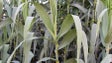 Investigadores alertam para os riscos das plantas invasoras como a canavieira e o ricínio