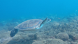 Imagem de Tartaruga-verde descoberta nas águas da Madeira após 88 anos (Vídeo)