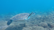 Tartaruga-verde descoberta nas águas da Madeira após 88 anos (Vídeo)