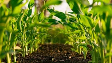 Imagem de CNA acusa Governo de dar «machadada» na agricultura após redução de apoios