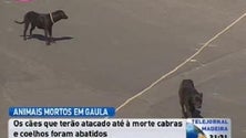 Imagem de Cães matam cabras e galinhas em Gaula ( video)