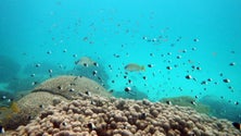 Imagem de Dia histórico para a conservação dos oceanos