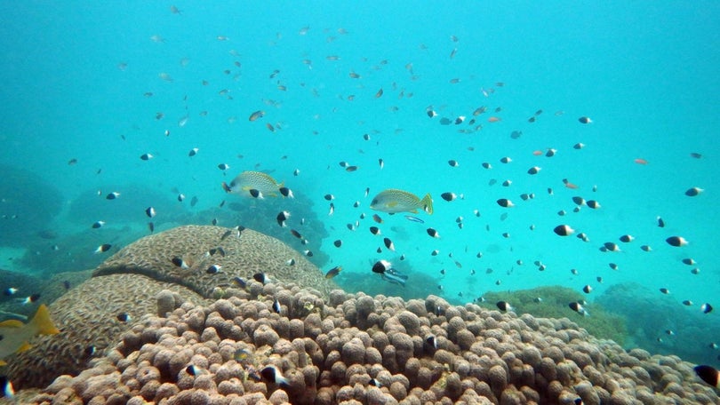 Imagem de Dia histórico para a conservação dos oceanos