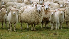Imagem de Pastores preparam plano para a reflorestação da Madeira