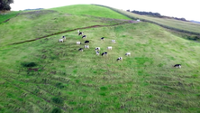 Imagem de Associação Agrícola de São Miguel organiza conferência sobre bem-estar animal (Vídeo)