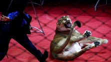 Imagem de Aprovado o fim do uso de animais selvagens no circo