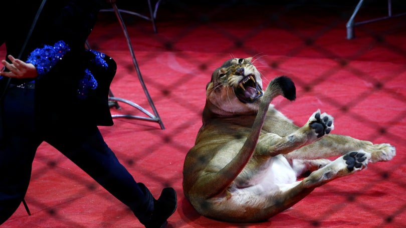 Aprovado o fim do uso de animais selvagens no circo