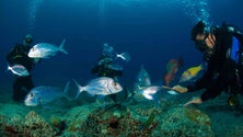 Imagem de Projeto Scuba Diving