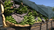 Produção de banana caiu 6% (vídeo)