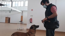 Imagem de Testes com cães aguardam resposta da Saúde (áudio)