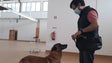 Imagem de Testes com cães aguardam resposta da Saúde (áudio)