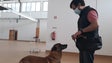 Testes com cães aguardam resposta da Saúde (áudio)