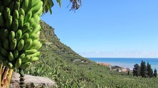 Imagem de Comercialização de banana cresceu 19,3%