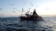 Imagem de UE aumenta quota para pesca de atum rabilho