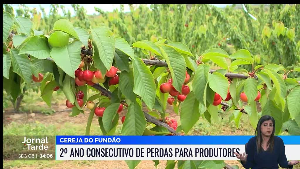 Produção de cereja na Cova da Beira em queda