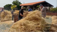 Imagem de Recuperar a debulha do trigo (vídeo)
