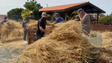Imagem de Recuperar a debulha do trigo (vídeo)