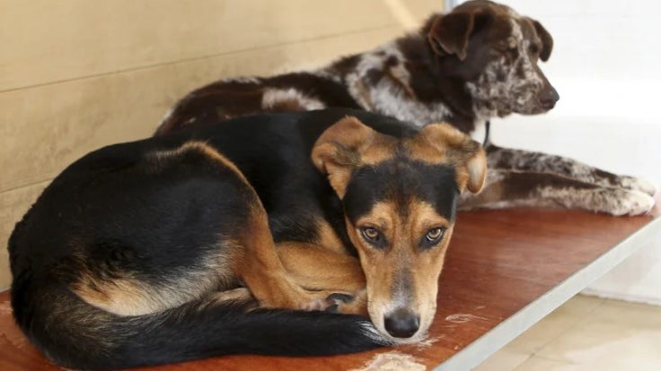 Imagem de Norma punitiva sobre maus-tratos de animal de companhia considerada inconstitucional