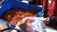 Madeira licencia barcos para a pesca de camarão e de gambas (vídeo)