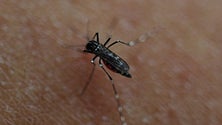 Imagem de PSD quer plano de prevenção de doenças transmitidas por mosquitos na Madeira