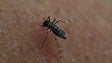 Imagem de PSD quer plano de prevenção de doenças transmitidas por mosquitos na Madeira