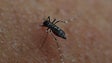 PSD quer plano de prevenção de doenças transmitidas por mosquitos na Madeira