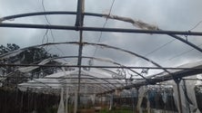 Imagem de Abertos apoios para a agricultura