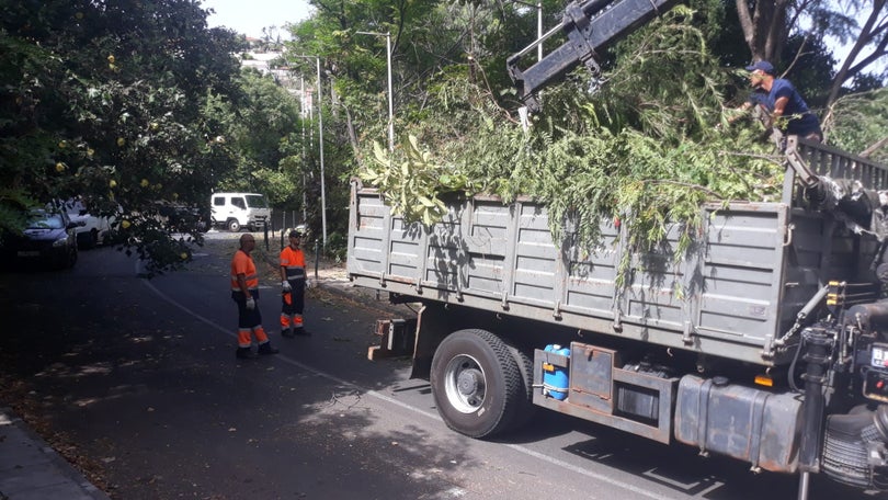 Limpeza e corte de vegetação junto ao Madeira Tecnopolo