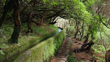 Imagem de Aplicação Smiity já é guia em 3 levadas da Madeira