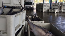 Pescado capturado na Madeira baixou 9,2% em 2022