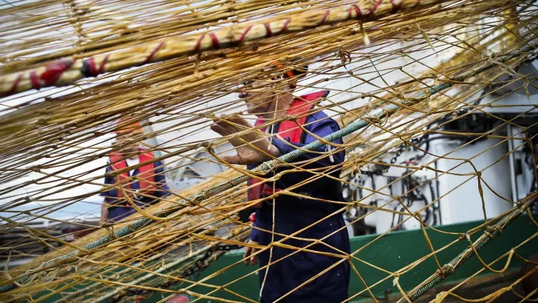 Imagem de Portugal tem défice médio anual em pescada de 90 milhões