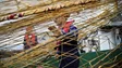 Portugal tem défice médio anual em pescada de 90 milhões