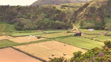 Imagem de Seguros agrícolas vão ter nova legislação (Vídeo)