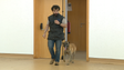 Imagem de Cães de despiste interessam à OMS (vídeo)