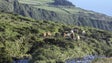Imagem de Açores e Madeira querem respostas no setor agrícola