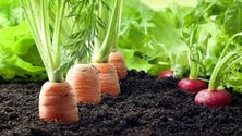 Imagem de Açores ajudam a desenvolver agricultura em Cabo Verde (Vídeo)