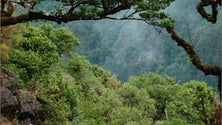 Imagem de Um quinto das espécies ameaçadas da Fauna e Flora na Europa corre risco de extinção