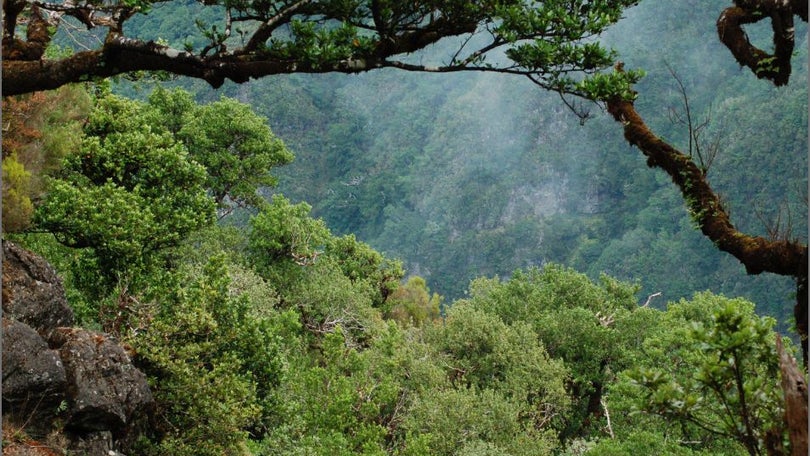 Imagem de Um quinto das espécies ameaçadas da Fauna e Flora na Europa corre risco de extinção