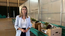 Imagem de PSD destaca as políticas de apoio à agricultura (vídeo)
