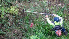 Sapadores limpam cinco hectares de plantas invasoras junto de habitações (áudio)